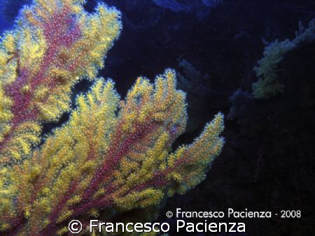 Beautyfull gorgonia (Paramuricea) with two colors, yellow... by Francesco Pacienza 