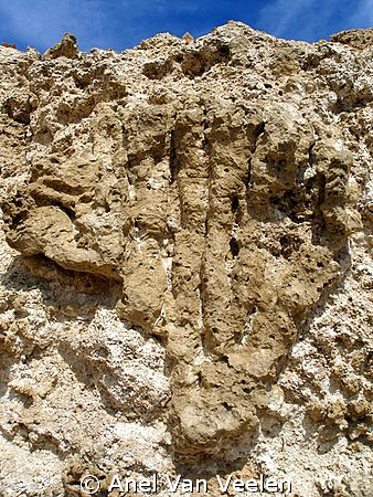 Fossil coral taken in Ras Mohamed Park, however this one ... by Anel Van Veelen 