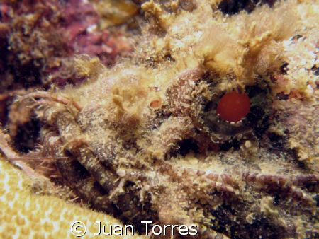 It seem like scorpionfishes are in.  This one took the re... by Juan Torres 