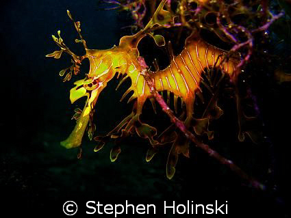 Dragon in the Weeds.  Leafy Sea Dragon, taken in S. AUS. ... by Stephen Holinski 