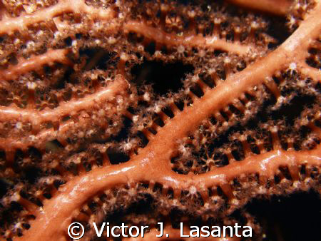 deep sea water gorgonias. octocoral at two for you dive s... by Victor J. Lasanta 