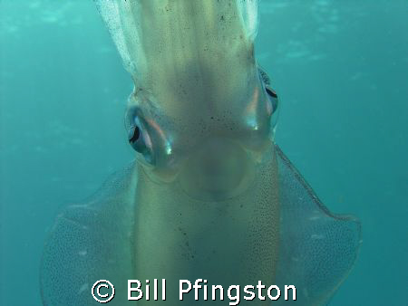Squid by Bill Pfingston 