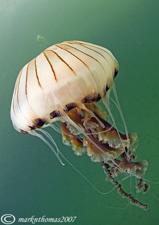 Compass jellyfish.
Little Killary, Connemara.
10.5mm by Mark Thomas 
