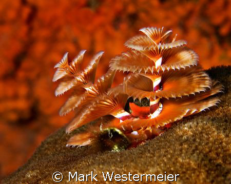 Candy Cane - Image taken in bonaire with a Nikon D100, 10... by Mark Westermeier 