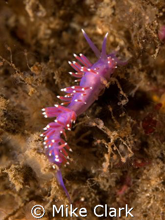 Purple Nudibranch by Mike Clark 