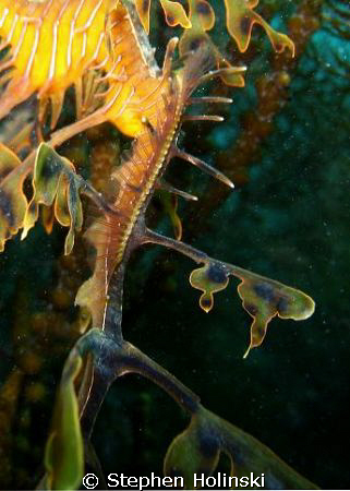 Leafy Sea Dragon.  Closeup of the tail.  You can see the ... by Stephen Holinski 