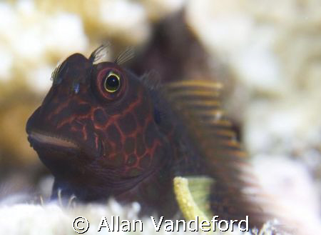 Springer's Blenny.  Image taken in four feet of water and... by Allan Vandeford 