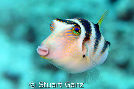Crowned Toby, This fish is common on the Hawaiian reef an... by Stuart Ganz 