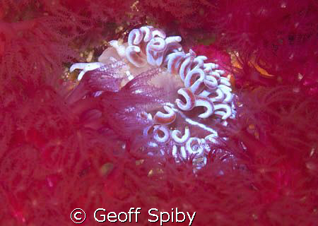 a Coral nudibranch (Phyllodesmium horridus) looking very ... by Geoff Spiby 