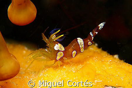 Squat shrimp. by Miguel Cortés 