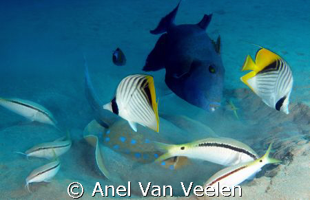 Blue spotted ray and "friends" grazing in the sand for fo... by Anel Van Veelen 