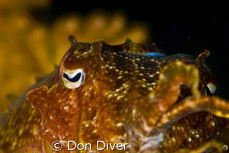 Cuttlefish, This is a shot I took one day in Manila chann... by Don Diver 