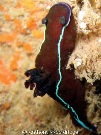 Black nudibranch taken on the Haerlem in Port Elizabeth. ... by Anthony Wooldridge 