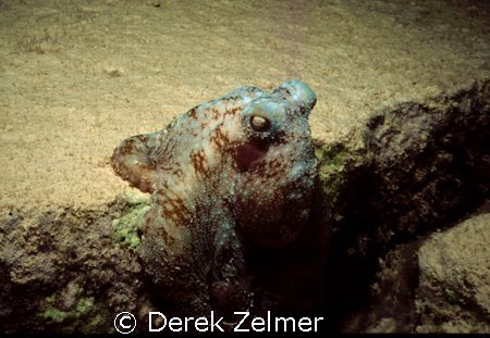 Caribbean Reef Octopus, Government Dock, San Salvador Island by Derek Zelmer 