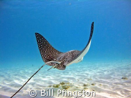 Ray over sand in shallow water by Bill Pfingston 