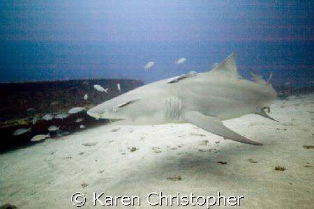 No Bull! Lemon Sharks migrate through the coastal waters ... by Karen Christopher 