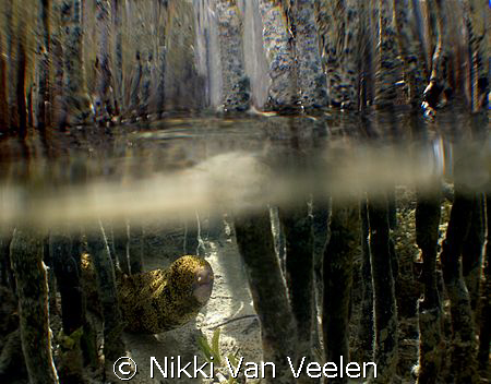 Snowflake eel amongst the mangrove shoots. Taken in Nabq ... by Nikki Van Veelen 