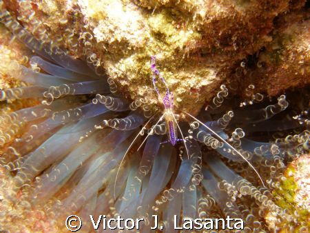 peterson cleaning shrimp at black wall dive site in pargu... by Victor J. Lasanta 