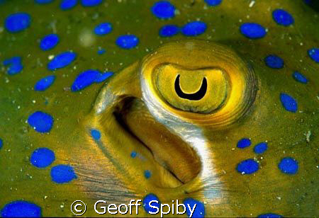 close up of the eye of a blue spotted ray by Geoff Spiby 