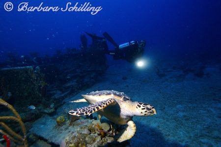Diver and Turtle at the Wreck of the Rhone by Barbara Schilling 