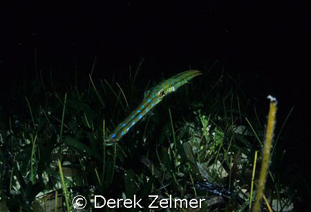 Curious bluespotted cornetfish. Night shot, Graham's Harb... by Derek Zelmer 