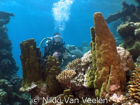 Anel amongst hard coral formations taken in Nabq Park wit... by Nikki Van Veelen 