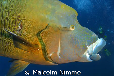 Nice wrasse !!! by Malcolm Nimmo 