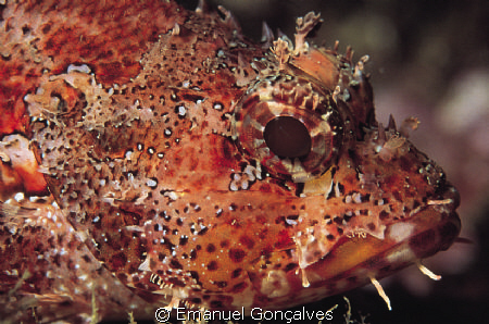 Scorpaena maderensis (Rockfish), Azores (Portugal), Nikon... by Emanuel Gonçalves 