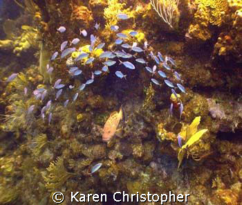 "Take a Bow" Grouper under an arch of bait fish. Shot in ... by Karen Christopher 