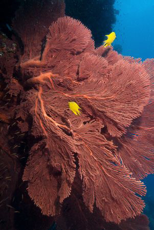Gorgonian Wide Angle by Andy Lerner 