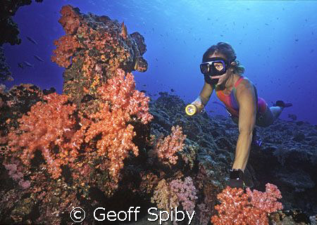 snorkeller and soft corals by Geoff Spiby 