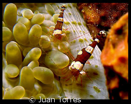Squat Anemone Shrimps. Puerto Rico, Canon G7. by Juan Torres 