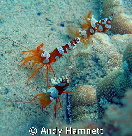 Squat Shrimps boogying near their anemone.  by Andy Hamnett 