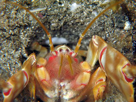 Deep-burrowing Thalassinidean shrimp, commonly called mud... by Brian Mayes 