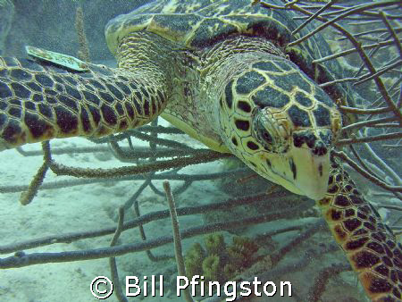 Turtle close up by Bill Pfingston 