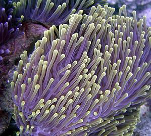 The colors on this anemone were nice and bright. Taken wi... by Blair Hughes 