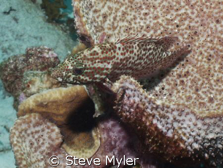 Scorpionfish-can you see me??  Larry's Lair, Bonaire by Steve Myler 