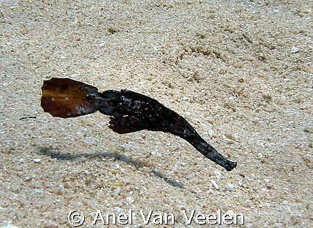 Seagrass ghost pipefish taken with Olympus SP350. by Anel Van Veelen 
