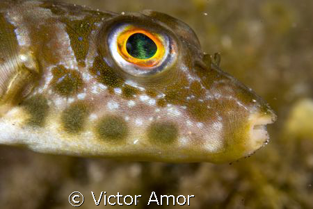 Puffer by Victor Amor 
