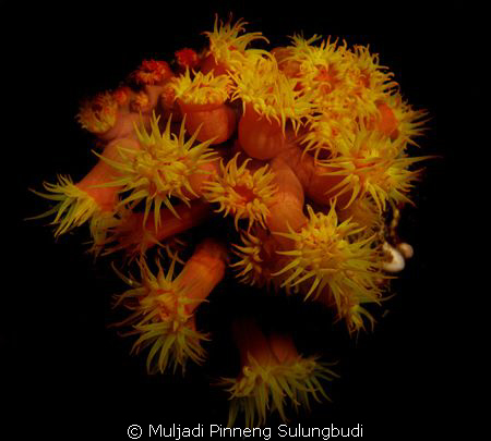 Flowers for you
nite dive @ Wakatobi by Muljadi Pinneng Sulungbudi 