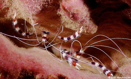 Which way is up? These Banded Coral Shrimp posed and were... by Steven Anderson 