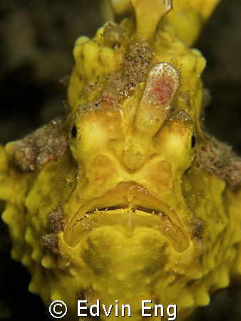 Frowning Froggie! Taken in Lembeh with Canon G9. by Edvin Eng 