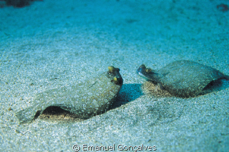 Bothus podas maderensis (Wide-eyed flounder), Azores (Por... by Emanuel Gonçalves 
