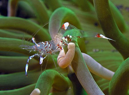 Shrimp, Lembeh by Doug Anderson 