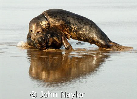 Grey seals playing. by John Naylor 