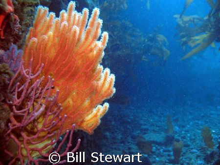 No this isn't the tropics...This shot was taken on a dive... by Bill Stewart 