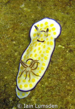 Nudibranc on the hull of the chrisouila K by Iain Lumsden 