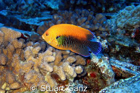 The Potters Angelfish is shy and hard to photograph. Here... by Stuart Ganz 