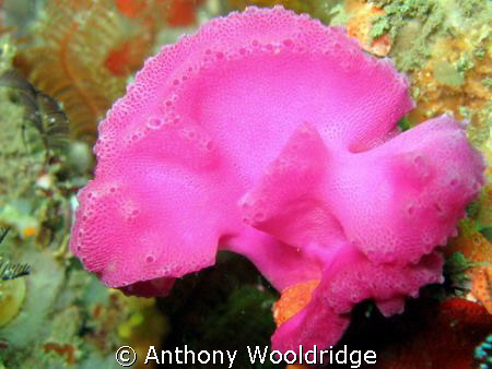 Beautiful pink sponge shot at Vital Link, Port Elizabeth.... by Anthony Wooldridge 