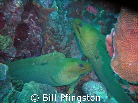 Parents-saw a baby eel swimming close to them by Bill Pfingston 
